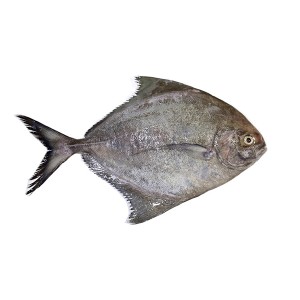 Black Pomfret (কালো চান্দা বড়) -1-2 KG Up