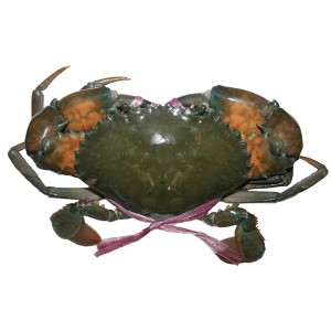 Blue sun Crab (কাকড়া) -3-4 Pcs