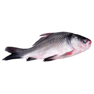 Catla Fish - কাতলা মাছ (৭-৯ কেজি)