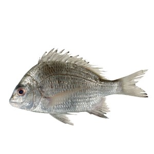 Datina Fish - দাতিনা মাছ (৫-৬ টায় কেজি)