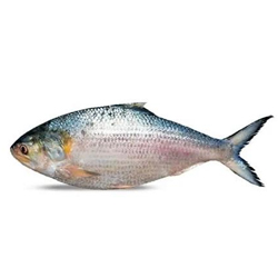 Fish (মাছ)