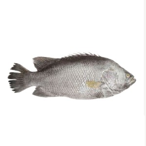 Koi Koral (কৈ কোরাল) -2.5-4 KG Up