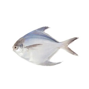 Silver Pomfret (সিলভার চান্দা দেশি) -5/6 Pcs