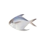 Silver Pomfret (সিলভার চান্দা দেশি) -8/9 Pcs