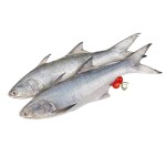 Tailla (বাংলা স্যালমন/তাইল্যা)- 2-4 KG Up