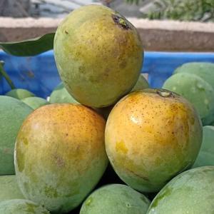 প্রিমিয়াম সাইজের হিমসাগর আম - সাতক্ষীরা (কার্বাইড ও বিষ মুক্ত) সর্বনিম্ন অর্ডার ১২ কেজি (যাবতীয় খরচসহ ঢাকার জন্য প্রতি কেজি ১২৫ টাকা, ঢাকার বাহিরে ১৩০ টাকা)