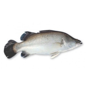 White Datina (সাদা দাতিনা কোরাল) - 1-2 KG Up